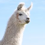 Layanan Imigrasi Seluma: Membangun Kepercayaan Melalui Inovasi