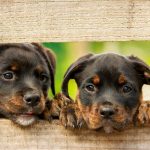 Perubahan Positif di Layanan Imigrasi Seluma untuk Pengunjung